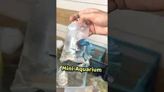 Mini Aquarium Ka setup 😍| 87/100 | Pets Vlog #minivlog #pets #petsvlog #aquarium #fish