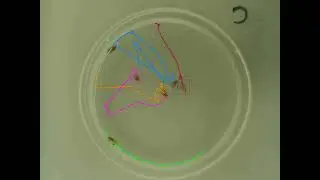 tracking flys with a lot of jumps