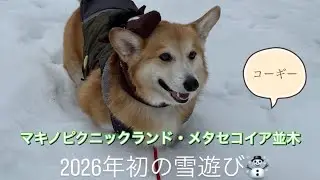 コーギーとマキノピクニックランド・メタセコイア並木に行く。＃コーギー＃マキノピクニックランド＃メタセコイヤ並木＃こぎにっき＃雪遊び