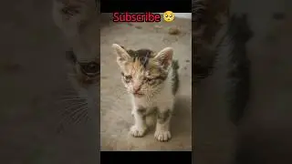 &ldquo;A Mother Cat and Her Three Kittens: A Heartbreaking Story of Hunger and Hope&rdquo; #sadcat #cat #shorts