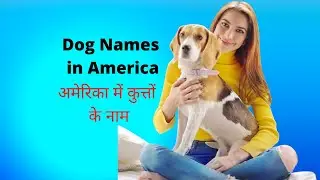 Dog Names in America| american bully dog names