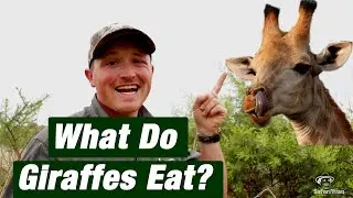 What Do Giraffes EAT in the wild? | Did You Know Thursday S2-E01