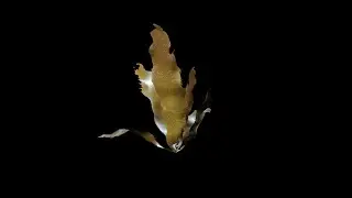 Floating seaweed, no water #water #animation #3d #aesthetic
