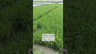 Ever Seen How Rice Starts? Traditional Seedling Pulling🌾 #traditional #agriculture #farming#subcribe