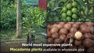 Tetraphylla 816 macadamia plants available in holesale price 🤑