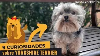 9 CURIOSIDADES sobre o YORKSHIRE terrier (saiba TUDO)