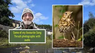 A selection of Song Thrush photos with some Song Thrush singing I recorded.