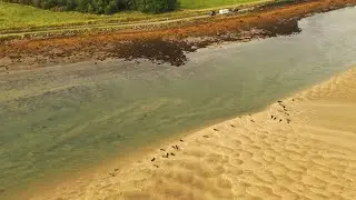 The Seals at Loch Fleet in Sutherland, Scotland.