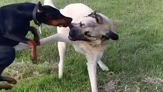 Kangal And Doberman Play Fighting In A Field