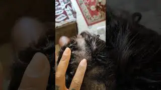MEGA HAIR DE N&Oacute; RETIRADA #cabelo #braids #cuidadoscomcabelo #beleza #tutorial #cuidadoscomcabelo