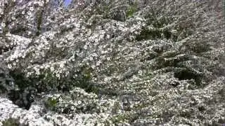 枚方(大阪) 阪今池公園 桜開花 2012/04 A Park in spring