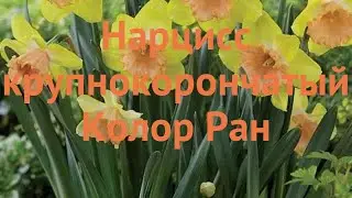 Нарцисс обыкновенный Колор Ран (color run) 🌿 обзор: как сажать, луковицы нарциссы Колор Ран