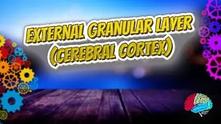 External granular layer cerebral cortex - Know It ALL 🔊✅