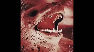 #sealife #marinelife #leopardseal #mindlessselfindulgence #msi #jimmyurine #marinemammals #fypシ