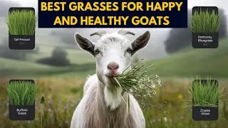 Discover the BEST GRASSES for Happy and Healthy Goats!