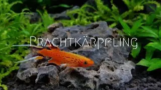 Prachtkärpfling  Kap Lopez