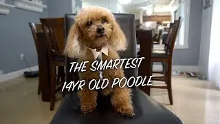 MY 14 YEAR OLD POODLE IS SMART