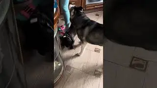 Бароша в гостях у Лаки освоился быстро😅