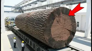 Processing Rare Wenge Wood: From Giant Dark Logs to Luxury Flooring & Veneer Sheets