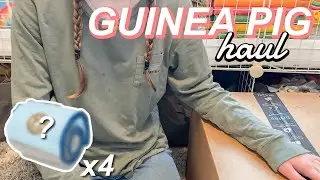 HUGE $280 GUINEA PIG HAUL 2023 | someone gifted it to me