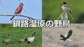 Wild birds of Kushiro Marsh