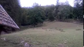 The deers from Kleinenzvalley  Die Hirsch vom Kleinenztal Part 1