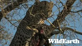 WildEarth - Сафари на рассвете - 07 августа 2023 г.
