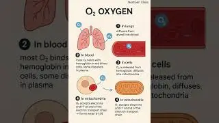 How Oxygen Works in Our Body When We Inhale #education #Oxygen, #breathing #humanbody #respiration