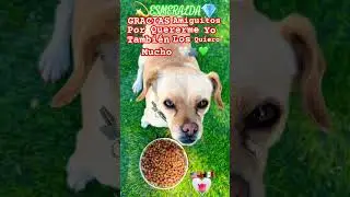 #suscribirse #perritosfelices #perritoslindos #perritosgraciosos #pets #pet #petlover #dog #perrita