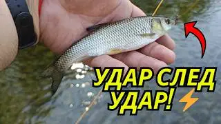 Риболов на кефал с суха муха (бръмбър) 🎣 | Най-резултатната техника за летен риболов!
