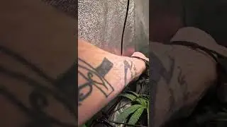 SCRog Net install and how to tuck your plant