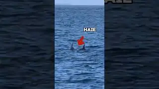 Ich tauche mit Haien im Meer 🦈😳