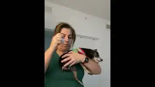 Application of Libre Sensor on your Dog/Cat #freestylelibre  #CGM #diabeticdogs #dogs #cats #sensor