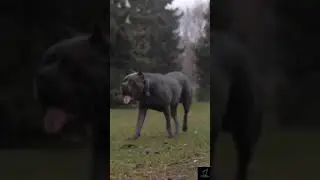 Cane corso 🔥mass | pet love status | #shorts  #pets  #petstatus #petlokam #canecorso #dogs #doglove
