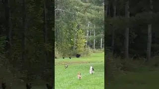 Chickens chasing away a bear #homestead #farm #nature #animals
