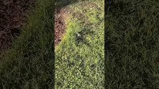 Bird enjoying the sunshine #shorts #trending #trendingshorts #youtubeshorts