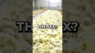 Chicken Gender Checking