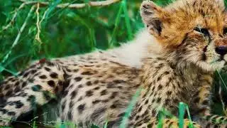 Savannah Showdown: Cheetahs, Lions, Tigers & Epic Predator Hunt