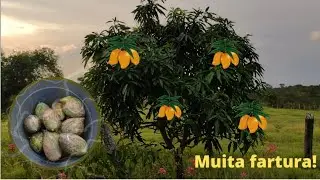 Frut&iacute;fera carregada demais! (Planta fruto de inchertia, Produ&ccedil;&atilde;o precoci.)