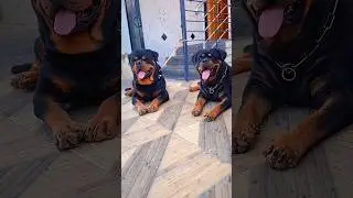 ROTTWEILER BANNED IN 12 COUNTRY DO YOU LIKE ROTTWEILER DOG COMMENTS BELOW 👇#informative #youtube