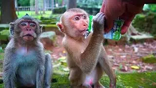 Monkey BABY Luno And All Member Of Luna Family Today