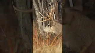 Don&rsquo;t hide in the brush - come on over to the WTA booth (#1438) in Atlanta! 🎥: @goodbulloutdoors