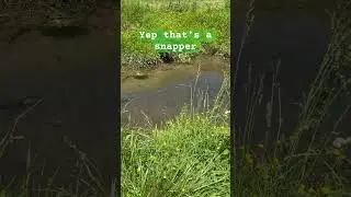 #fyp #creek #anappingturtle #turtleman