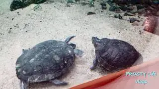 Turtle Tickling Face of Another Turtle | Funny Turtle Behavior