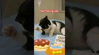 Funny cat  #catintelligence #cute #funny  #cake #catsick #happybirthday #funnycats