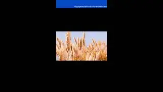 Kouri Richens part 3 📱