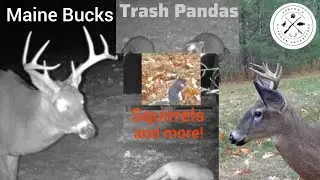 Best of my Trail Cameras | Highlights from 2025 Season 