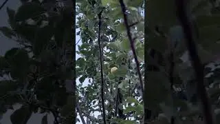 #himachalapple