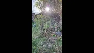 How does the Northern Cardinal, House Sparrow, Carolina Wren birds call