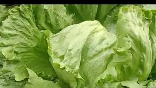 iceberg lettuce cultivation in Pakistan